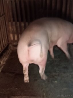 Predám ošípane - 2