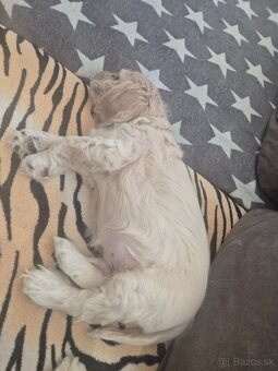 Americký kokeršpaniel - 2