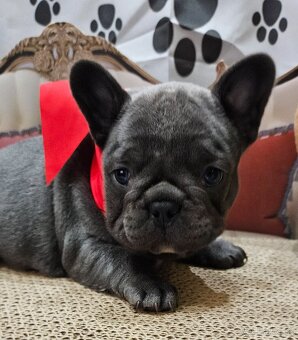 Francúzský buldoček - 2