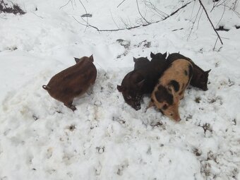 Predám vietnamské prasiatka - 2