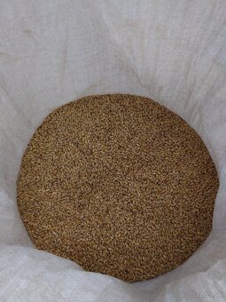 Predám jačmeň - 2