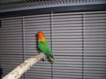 Agapornis fischer - 2