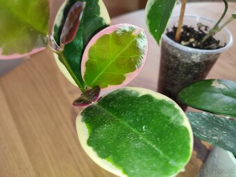 3 x hoya voskovka - cena spolu - 2