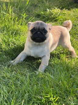 Mops predam - 2