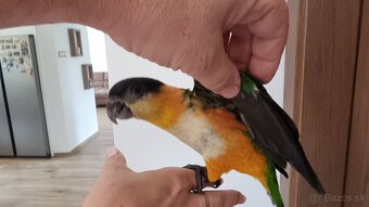 Amazónik čiernotemený- ručne dokŕmené mláďatká - 2