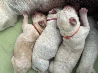 labradorský retriever FCI - žlté šteniatka - otec Grand šamp - 2