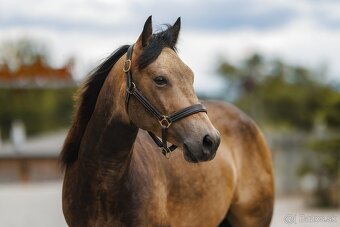 Žrebec QH reining - 2