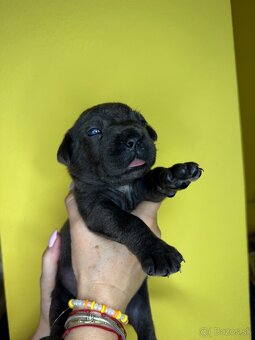 Cane Corso šteniatka - 2