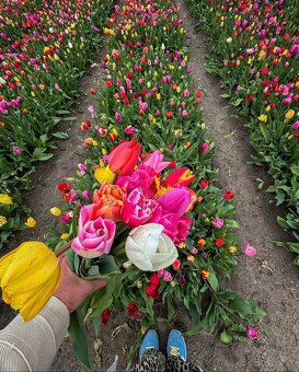 Znova aktálne 🌸 Práca v Holandsku – páry 🌸 - 2
