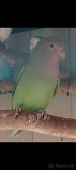 Agapornis rúžovohrdlý - 2