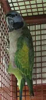 Alexander činsky - 2