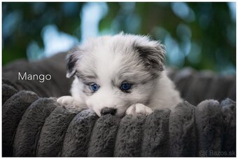 Border Collie Border Kolia s PP FCI  barva Blue Merle - 2