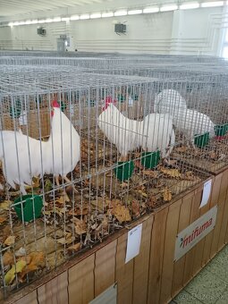 Leghorn - 2