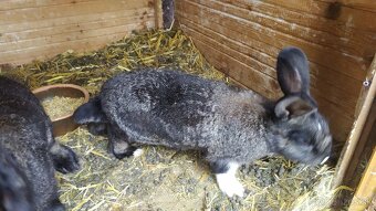 krizence činčila veľká a sarisky obrovity - 2