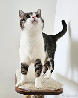 Maznáčik TIMUR hľadá domov - 2