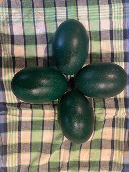 Predám EMU vajcia - 2