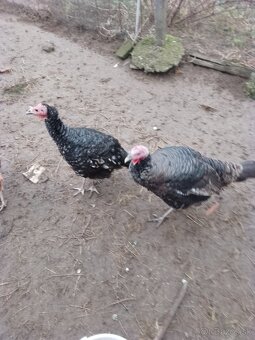 Na predaj kohúty a morky - 2