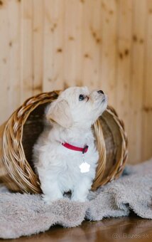 Havanský psík/ Bichon Havanais s PP - 2
