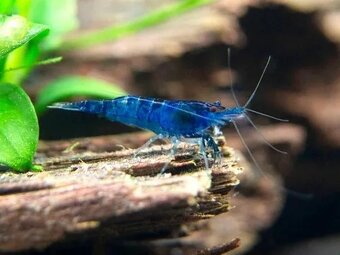 Modré krevety Blue Dream 10ks (posielam) - 2