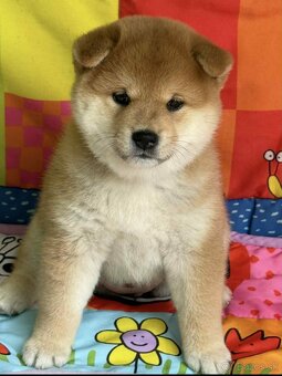 Shiba   s PP / FCI / - 2