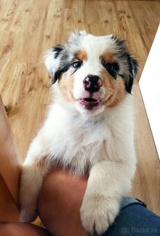 Australský ovčák s PP - 2