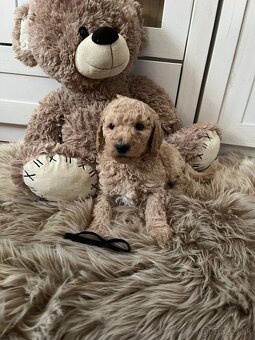 Goldendoodle F2 - 2