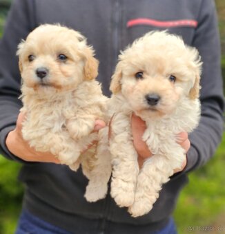 Micro Maltipoo - 2