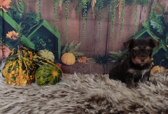 Yorkshire terrier - 2