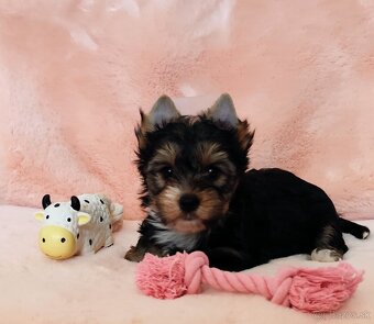 Yorkshire terrier - 2