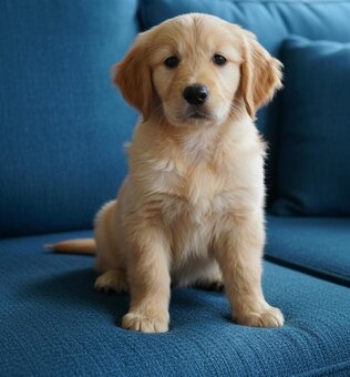 Golden retriever,retriver - 2