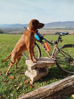 Maďarská vyžla , krytie - 2