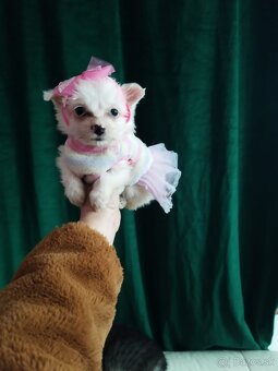 pomeranian civava - 2