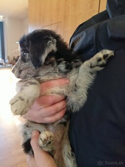 Zlatý retriever a Border kolia - 2