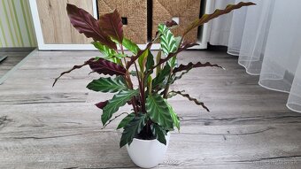 Kalatea (Calathea rufibarba) - 2