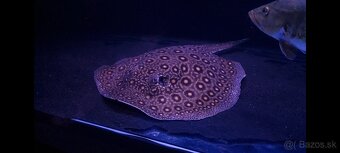 Potamotrygon Motoro Royal Marbled - 2