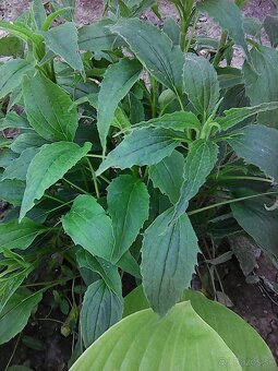 predám sadenice echinacea... - 2