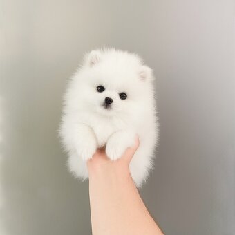 Špic, nemecký špic , Pomeranian - 2