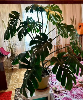 Monstera delicosa XXL - 2