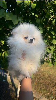 Pomeranian - 2