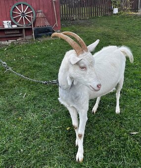 Predám kozu - 2