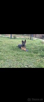 Predám Nemeckého ovčiaka - 2