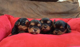 Yorkshire terrier - šteniatka s PP - 2