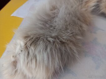 Kožušinový golier svetlý - 2