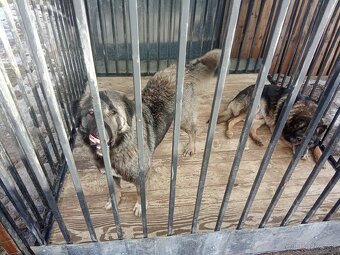 Kaukazský ovčiak - 2