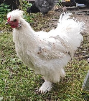 Kohút hodvaničky - 2