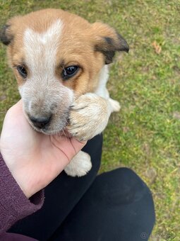 Darujem šteniatko - 2