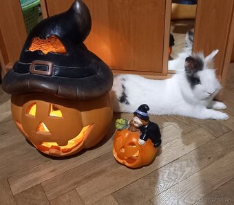 Teddy - levík králik - 2