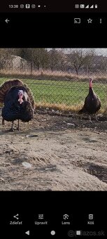 Morka bronzová NV - 2