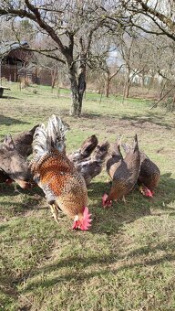 Násadové vajcia. - 2