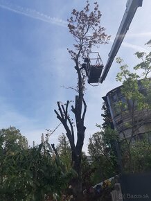 Rizikové pilenie stromov arboristika - 2